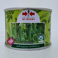 ✓▥◐Tin 50g JUMBO GREEN F1 Biji Benih Timun Batang Besar Cap Panah Merah Hybrid Cucumber Seeds East W