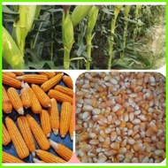 ♠ ✈ HYBRID CORN HYBRID CORN SEEDS DEKALB/PIONEER (1Kilo) FEEDS CORN (BINHI) 1KILO DEKALB/PIONEER