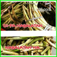 ♒ Takway, Taro Shoots(Daludal) long root of taro used as vegetables.