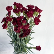 [tokobajel] BUNGA CARNATION / ANYELIR ISI 20 TANGKAI (BUNGA POTONG SEGAR)
