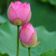 เมล็ดพันธุ์บัวหลวง ดอกบัว ปลูกบัว เม็ดบัว สวนบัวเมล็ดบัวหลวงดอกสีชมพู ดอกใหญ่ ของแท้ 100%  Lotus Waterlily seeds. 8 เมล็ด.