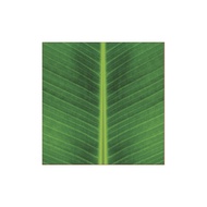 กระดาษห่ออาหาร ลายใบตอง กู๊ด บ็อกซ์ แพ็ค