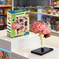 Children's Organ Model Detachable Structure Model Human Body Toy Anatomy Brain Assembly Human Body E