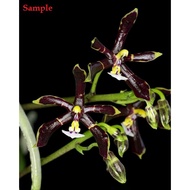 [Species] Phalaenopsis mannii Black Orchid 黑曼尼