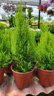 Goldcrest Lemon Cypress Christmas Tree Pokok Rhu  [Live Plant]