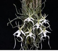 Polyrrhiza lindenii 幽靈蘭, 板植( 2株 ), 重量級稀有蘭花廉價特售 !