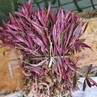 Limnophila aromatica