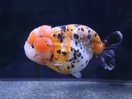 Ikan Mas Koki Ranchu Fancy / Ranchu Sapi / ranchu calico