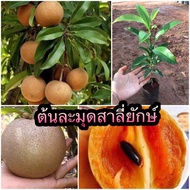 🌿ต้นละมุดสาลี่ ยักษ์🍒(ชุด2 ต้น) ลูกใหญ่ ผลดก รสชาติหอม หวาน กรอบ  ความสูง 40-50 ซม.(เพาะเมล็ด)