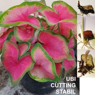 ANAK UBI KELADI USA KATHLEEN CALADIUM BULB CUTTING THAILAND