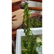 🌿Egeria Densa 蜈蚣草 ＆ Hornwort Ceratophyllum 金魚草 No pesticides fertilizers 無農藥無肥藥 Aqua Plant Aquascape