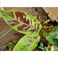 tanaman pisang hias pisang varigata banana blood