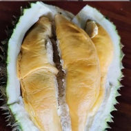 Pokok Durian Tupai King D214 Saiz Besar