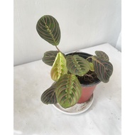 Calathea Red Marantha