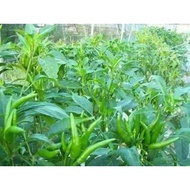 Cili Padi (Anak Pokok)