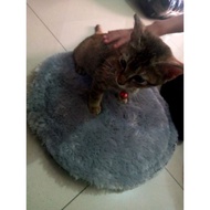Cat seat bed