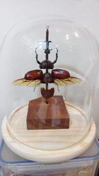 獨角仙(大兜蟲)精製標本(含玻璃鐘罩、也可單買玻璃鐘罩)