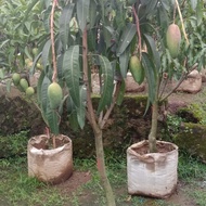 pohon mangga kiojay sudah berbuah