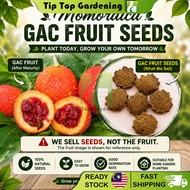 Momordica Gac Fruit Seeds 10 Seeds Biji Buah Gac Benih Pokok Gac 木鳖果种子