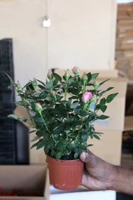 Pink Rose - Flower Pot - Farm to Home - Cameron Highland Fresh Flowers