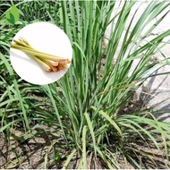 ❦ ◬ ♞lemon grass plant seeds