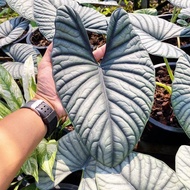 Bonggol / Bibit Alocasia Nebula Silver