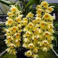 寮國 原生蘭: Den.  densiflorum 'Laos' 密花石斛 (罕見~花瓣鵝黃+花多、大串)珍稀種