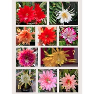 Epiphyllum hybrid 3pcs