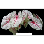 SUMMER BREEZE KELADI CALADIUM UBI BULB USA THAILAND