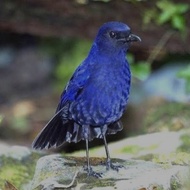 Burung ciung batu