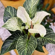 Cây trầu bà đế vương kim cương  - Philodendron Birkin - chậu mini trang trí bàn làm việc - dễ chăm s