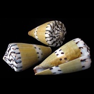 Weasel cone Polished seashell - Ermine cone- Collectible Seashells - Ornament - Rhizoconus mustelinu