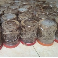 BIBIT KROTO SUPER SIAP UNTUK TERNAK KROTO