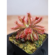 Drosera Graomogolensis [Sundew, Drosera][Carnivorous Plants][GILAGARDEN]