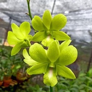 Anggrek Dendrobium Bunga Hijau / Anggrek Dendro / Anggrek