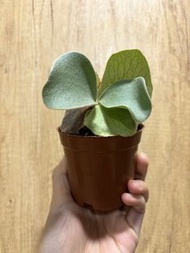 象耳鹿角蕨側芽