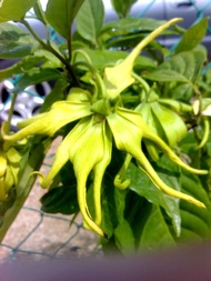 MM- Ylang-ylang sapling / Anak Bunga Kenanga Anak Pokok Tanaman Benih Garden Seed Seeds