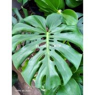 Monstera Deliciosa (real plant)
