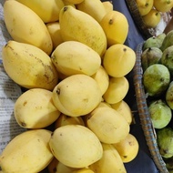MANGGA HARUM MANIS KEMBOJA/SUSU GOLD 1 kilo  manis