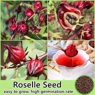 Roselle Plant Seeds for Planting (100 Seeds Per Pack) 洛神花 Benih Pokok Bunga Make Roselle Flower