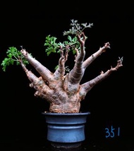 （351) 索馬里小葉葡萄	Cyphostemma betiforme/ 塊根植物 Caudex / 另售象牙宮、龜甲龍、索馬里葡萄甕、念珠橄欖