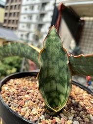 S. Dragon jade var.  虎尾蘭錦側芽