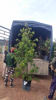 Anak pokok Durian D24 5 feet tall