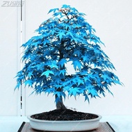20 Pcs Rare Japanese Blue Maple Tree Seeds Bonsai Tree Seeds Sky Blue Maple Seed Exotic Plant Specie