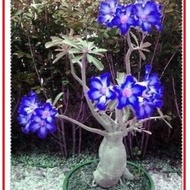 Kamboja Jepang-adenium godji-Bonsai Bluewhite adenium arabicum adenium