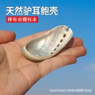 Decorative Shell Wholesale Fish Tank Ear Photo Props Abalone Shell Conch Natural New Zealand Aquariu