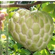 【Live Plant】Pokok nona siam hybrid/ Custard apple tree green thailand hybrid /泰国釋迦果树苗 1ft