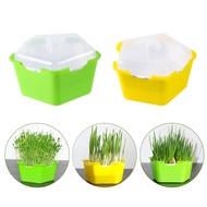 Pentagonal Plastic Sprout Planting Pot Box Bean Pea Sprouter Seedling Tray Wheat Grass Cat Grass Nursery Growing Germination Kit