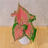 粉紅佳人 彩葉芋 日式塑陶盆 室內植物 觀葉植物 禮物 辦公室小物