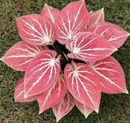 umbi Caladium white Bone / keladi hias hybrid import thailand